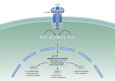 Under the influence: environmental factors as modulators of neuroinflammation through the IL-10/IL-10R axis